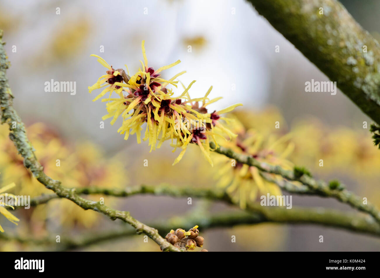 Il cinese amamelide (hamamelis mollis) Foto Stock