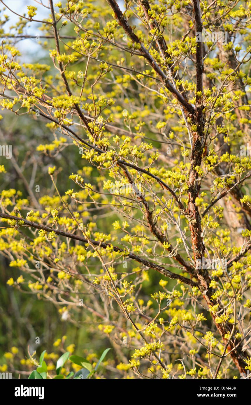 Corniolo (Cornus mas) Foto Stock