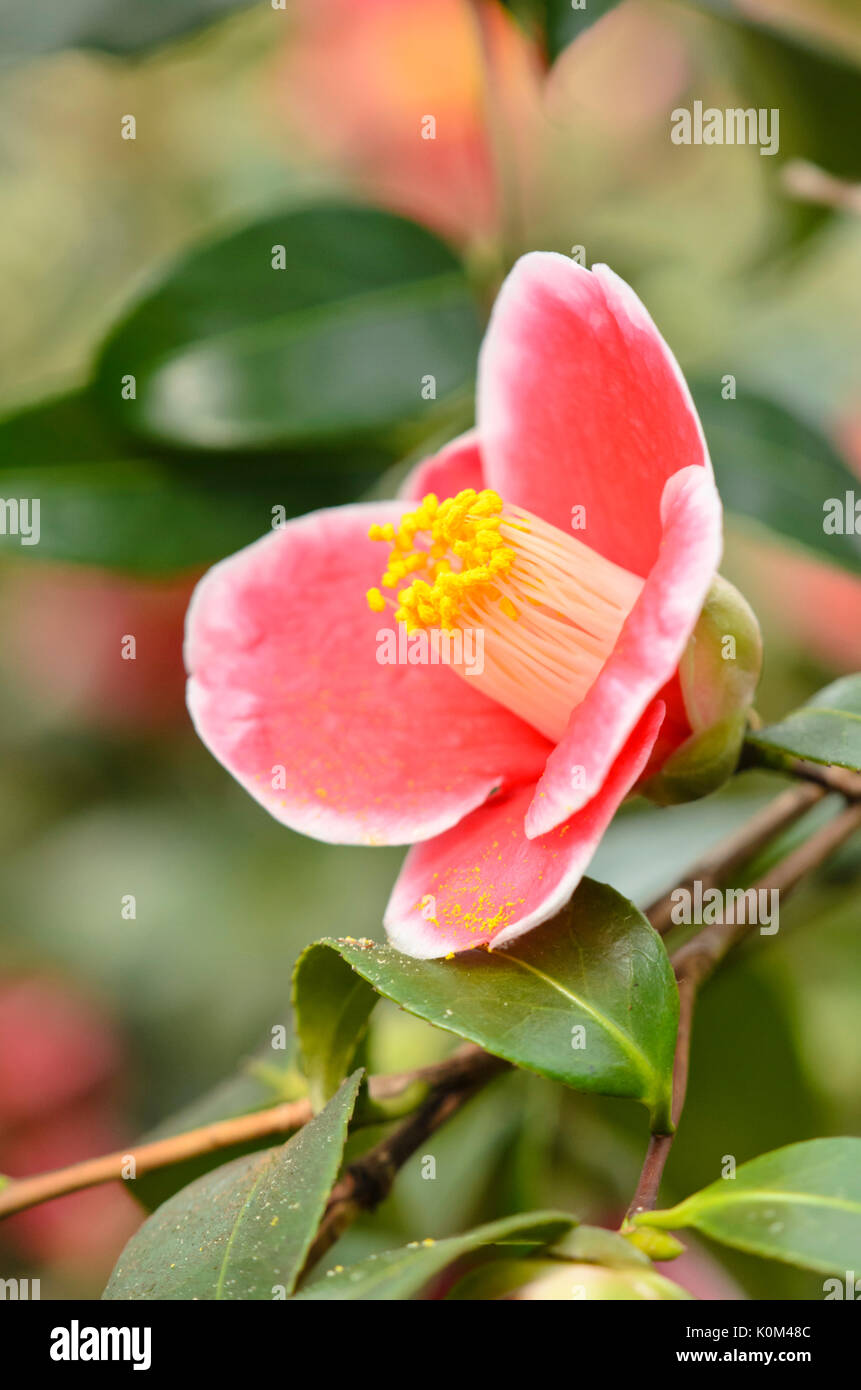 Japanese camellia (Camellia japonica "tama-no-ura') Foto Stock