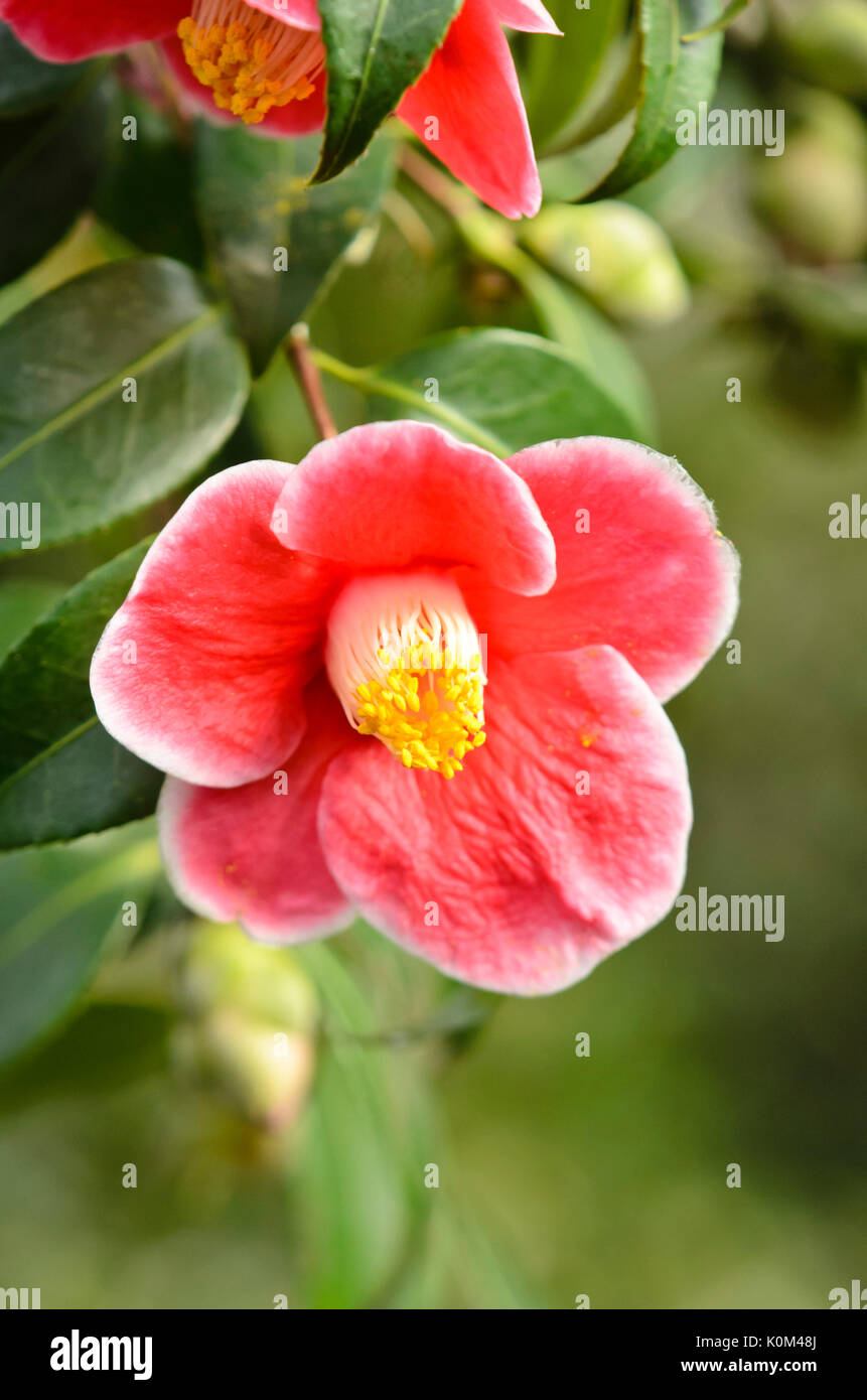 Japanese camellia (Camellia japonica "tama-no-ura') Foto Stock