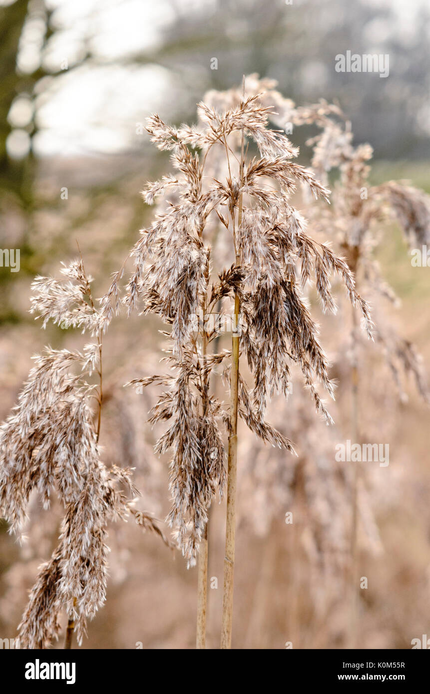 Canna di palude (Phragmites australis) Foto Stock