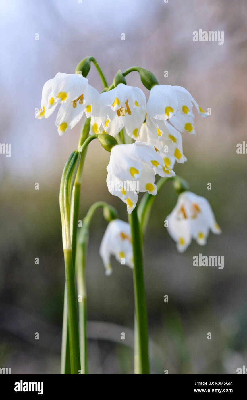 Il simbolo del fiocco di neve di primavera (leucojum vernum) Foto Stock