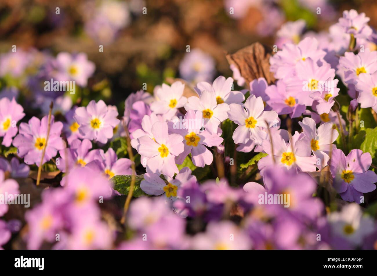 Comon primula (Primula vulgaris subsp. sibthorpii) Foto Stock