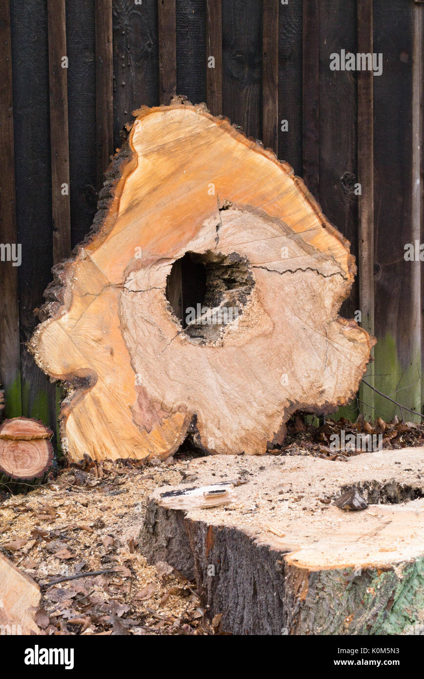 Tree cookie con cuore rot Foto Stock
