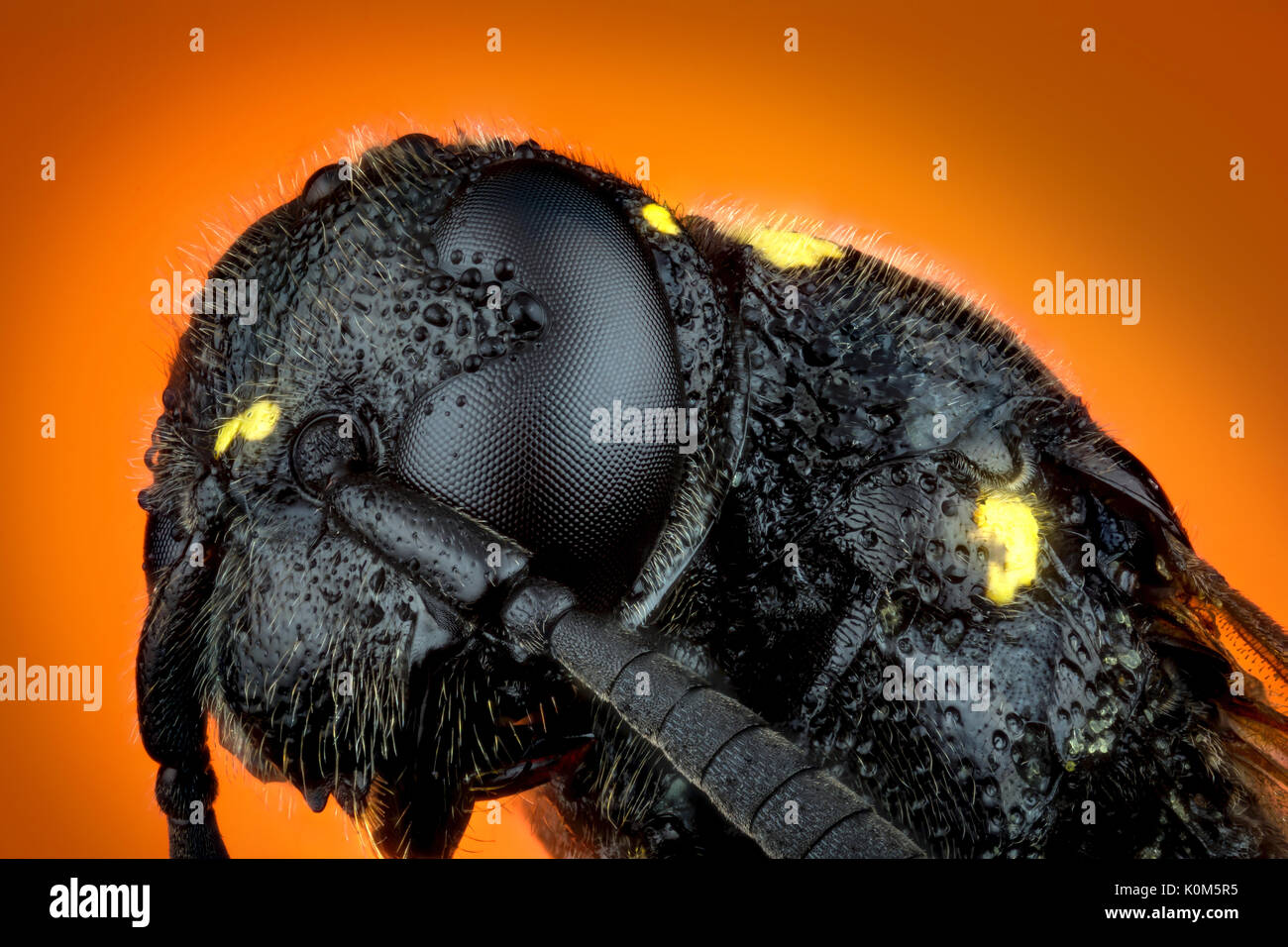Dettaglio della testa di vespa Trypoxylon specie su sfondo arancione micro o macro estreme fotografia Foto Stock