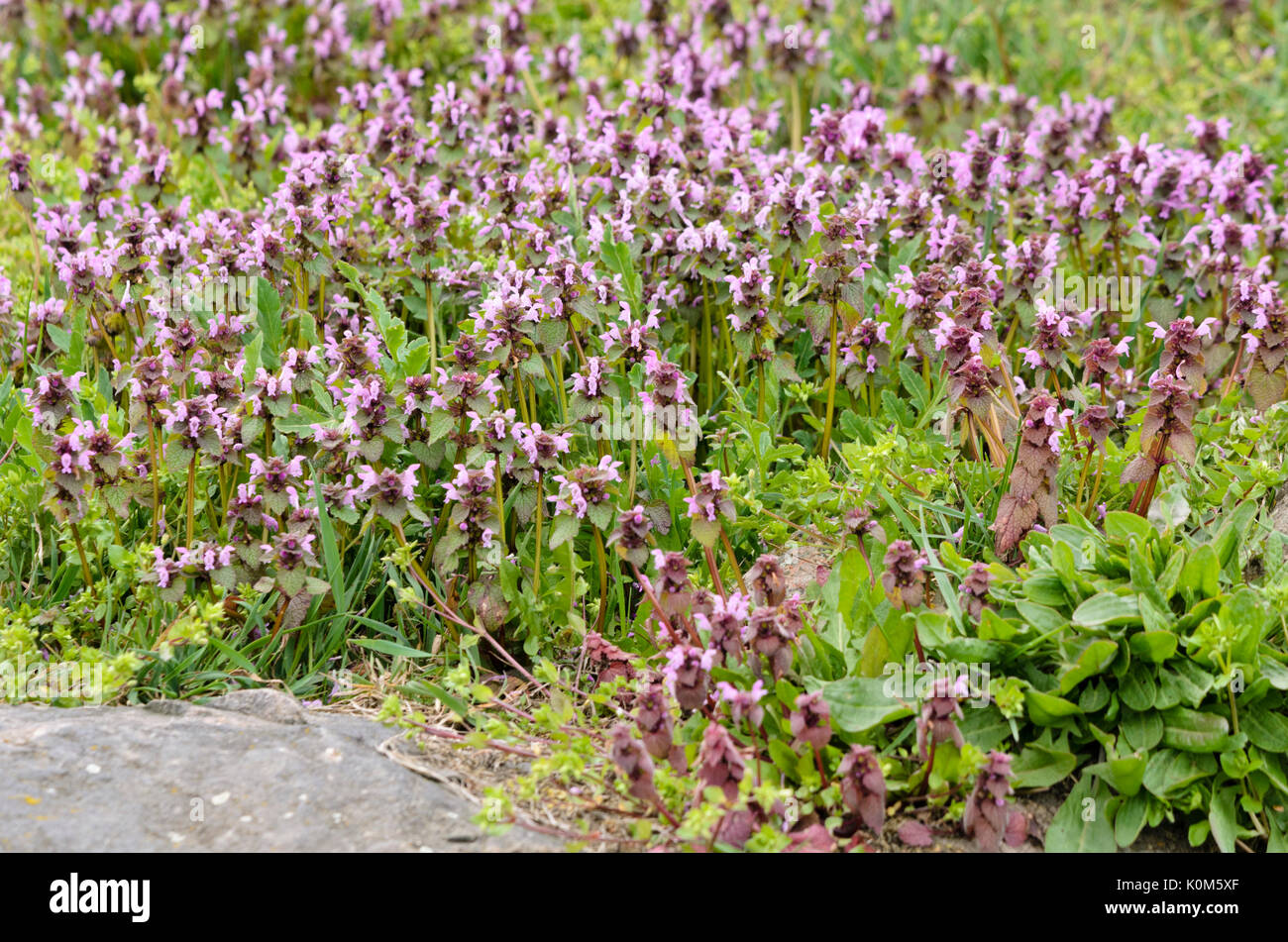 Red dead ortica (Lamium purpureum) Foto Stock