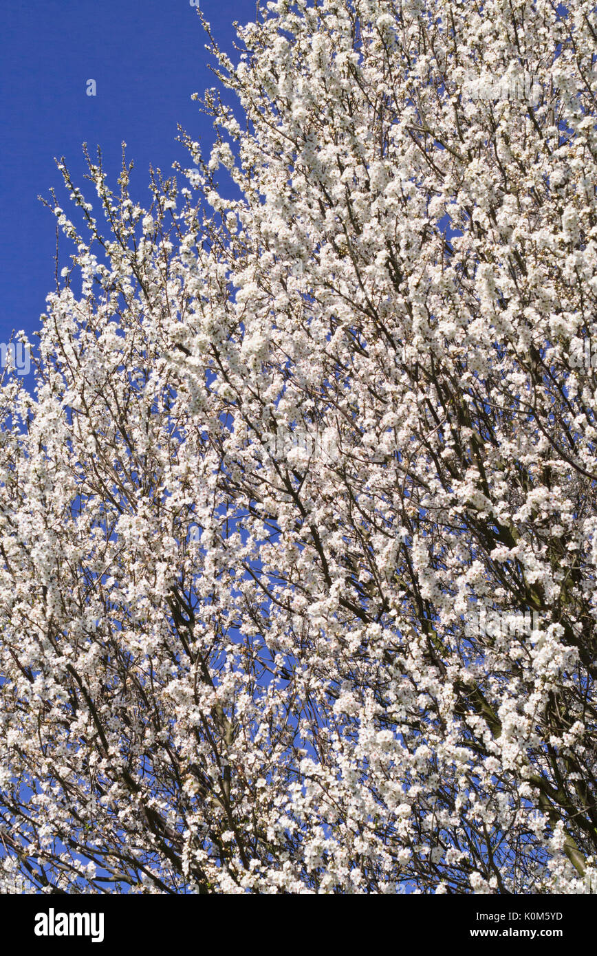 Mirabelle (Prunus domestica subsp. syriaca) Foto Stock