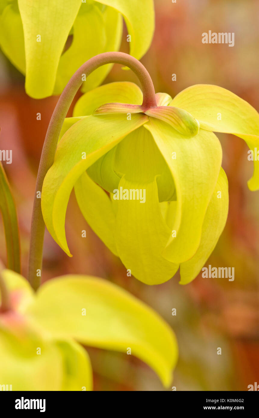 Giallo tromba bricco (Sarracenia flava var. ornata x leucophylla) Foto Stock