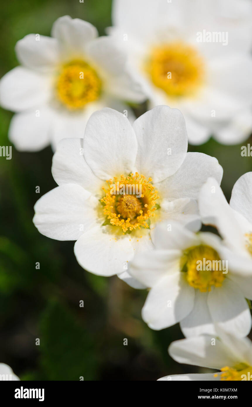 Mountain avens (Dryas octopetala) Foto Stock