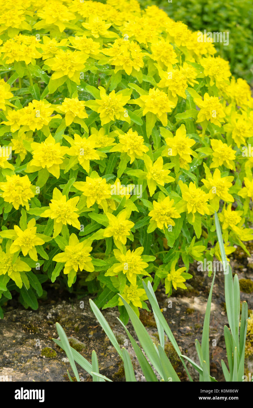 Cuscino (Euforbia euphorbia polychroma 'primari' syn. euphorbia epithymoides 'primari') Foto Stock