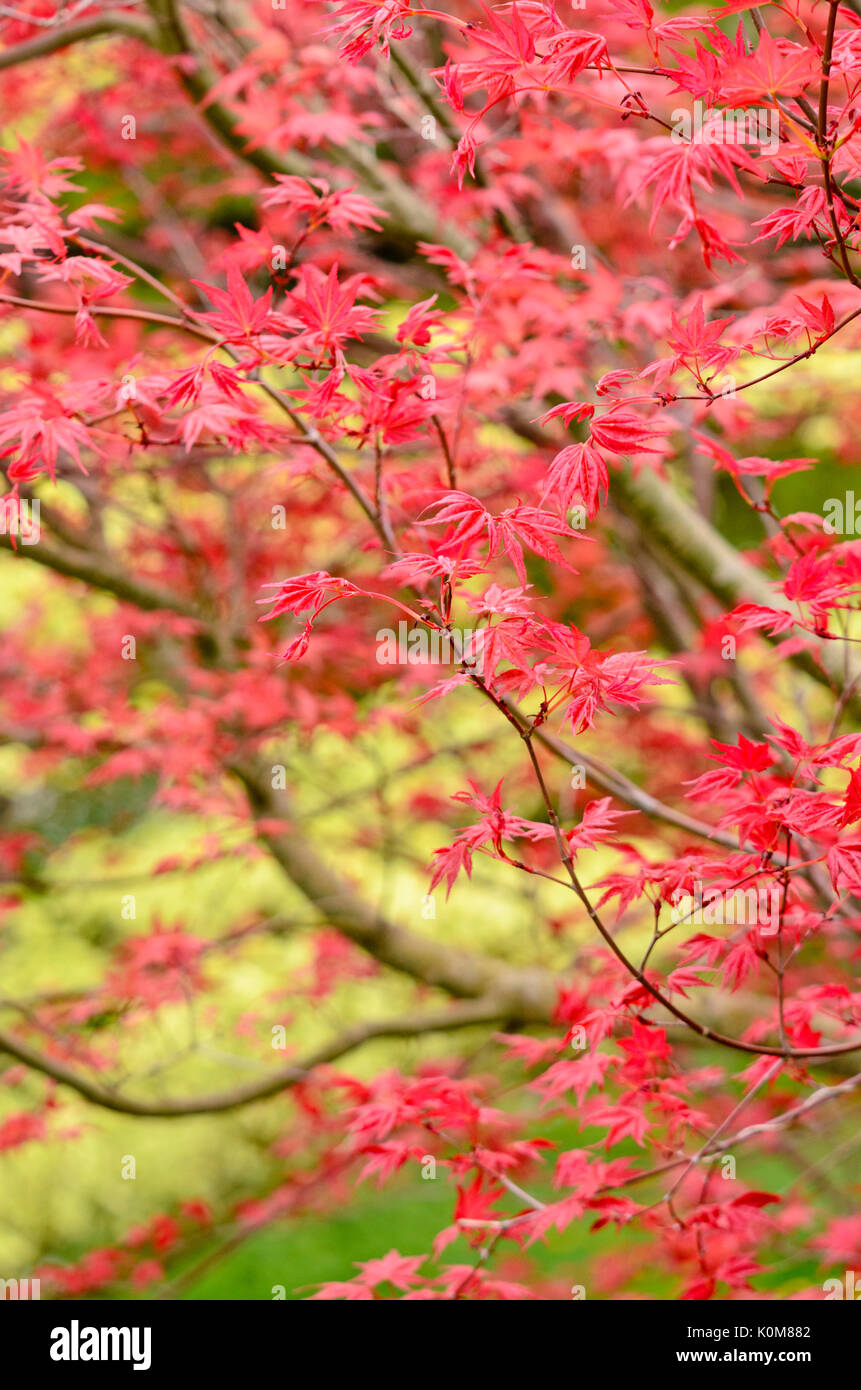 Acero giapponese (acer palmatum 'deshojo') Foto Stock
