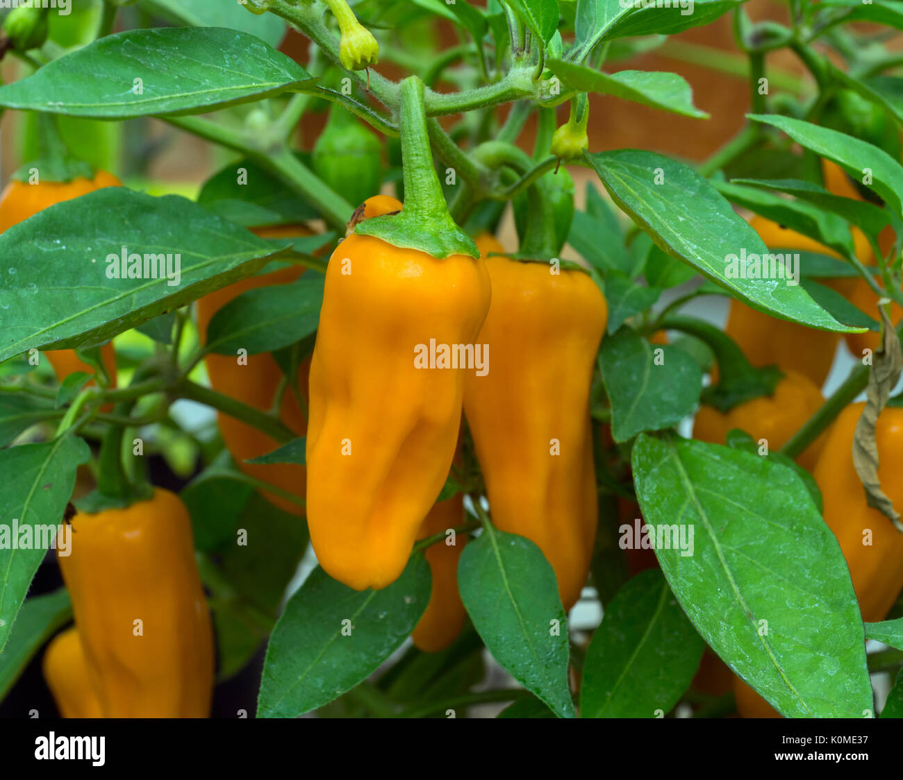 Peperoncino "Cheyenne" ibrido F1 (caldo) Capsicum annuum Foto Stock