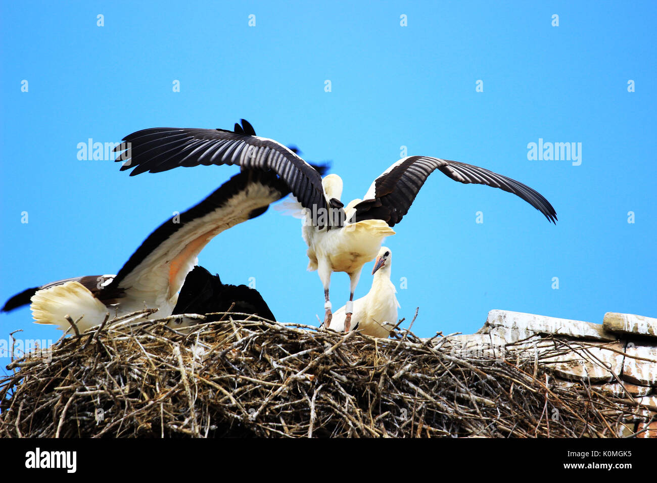 Cicogne bianche nel nido Foto Stock