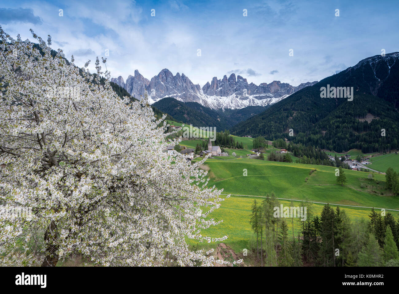 Val di Funes, Dolomiti, Alto Adige, Italia. Primavera a Santa Maddalena in Val di Funes e le cime delle Odle in background Foto Stock
