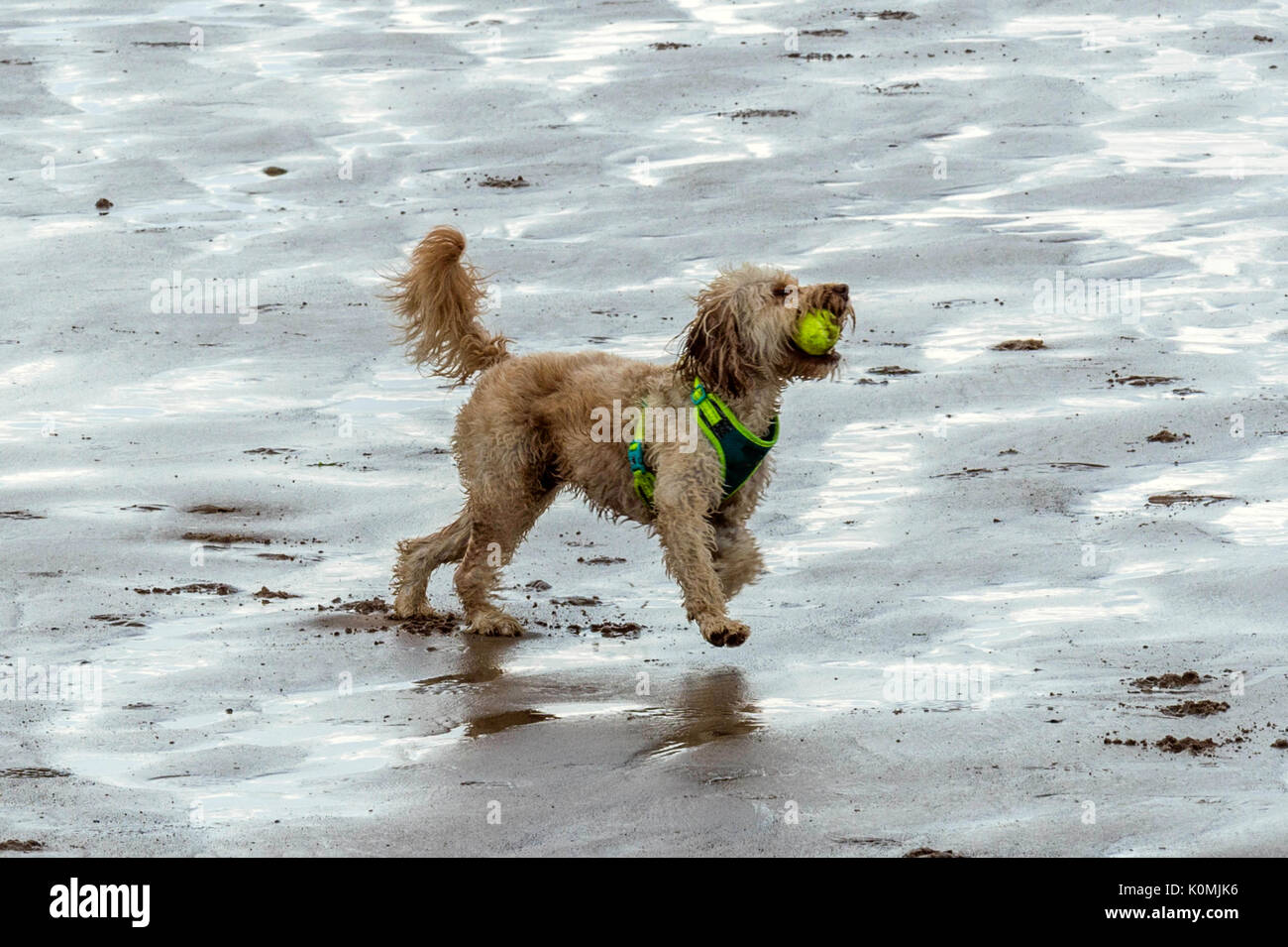 Chi lascia i cani! Cani sulla spiaggia che esercitano, giocando, correre, saltare e scorazzare sulla bellissima giornata estiva su uno di Devon's finest beach. Foto Stock