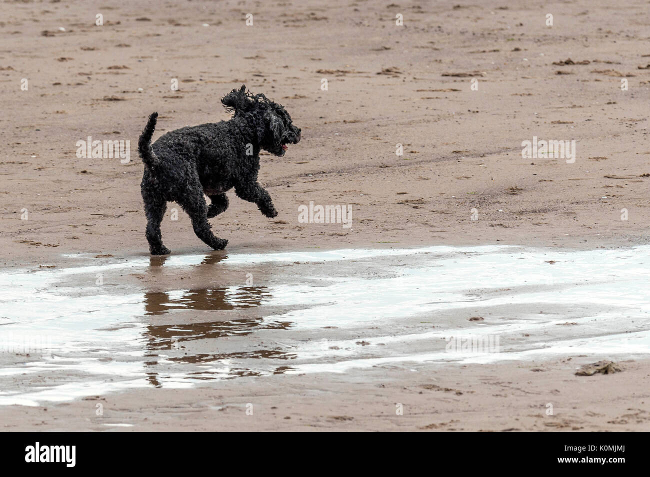 Chi lascia i cani! Cani sulla spiaggia che esercitano, giocando, correre, saltare e scorazzare sulla bellissima giornata estiva su uno di Devon's finest beach. Foto Stock