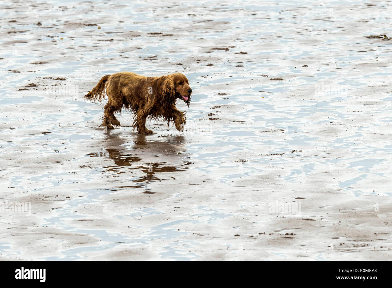 Chi lascia i cani! Cani sulla spiaggia che esercitano, giocando, correre, saltare e scorazzare sulla bellissima giornata estiva su uno di Devon's finest beach. Foto Stock