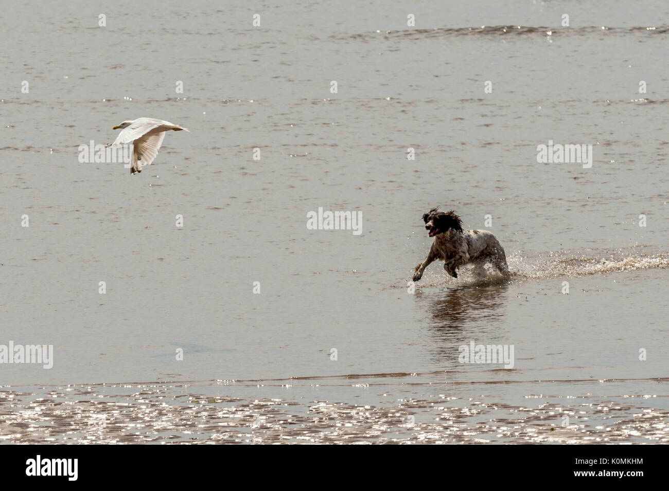 Chi lascia i cani! Cani sulla spiaggia che esercitano, giocando, correre, saltare e scorazzare sulla bellissima giornata estiva su uno di Devon's finest beach. Foto Stock