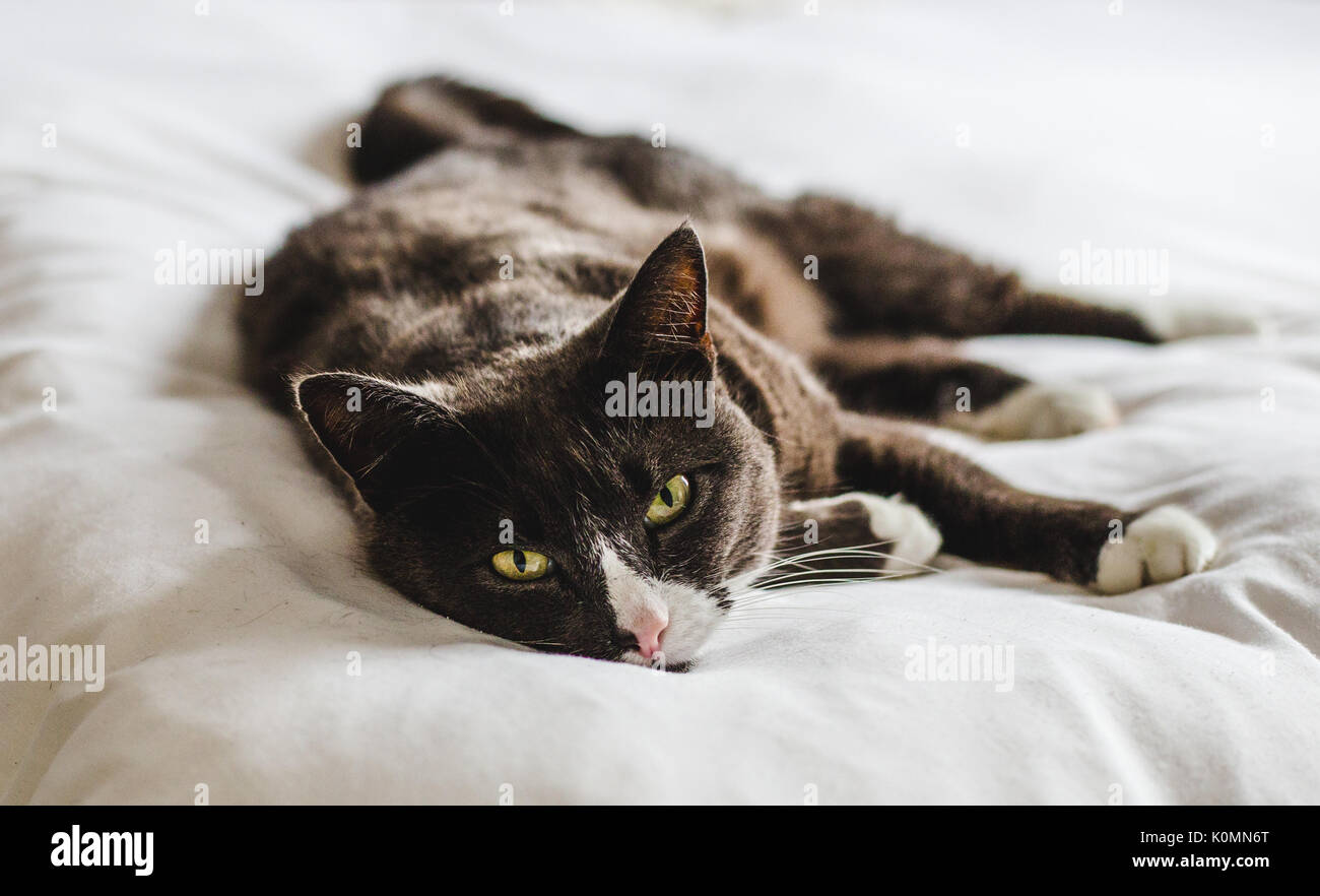 Assonnato grigio, marrone e bianco soffice con gatto verde grande agli occhi di perforazione si appoggia su di un bianco luminoso confortevole letto Foto Stock