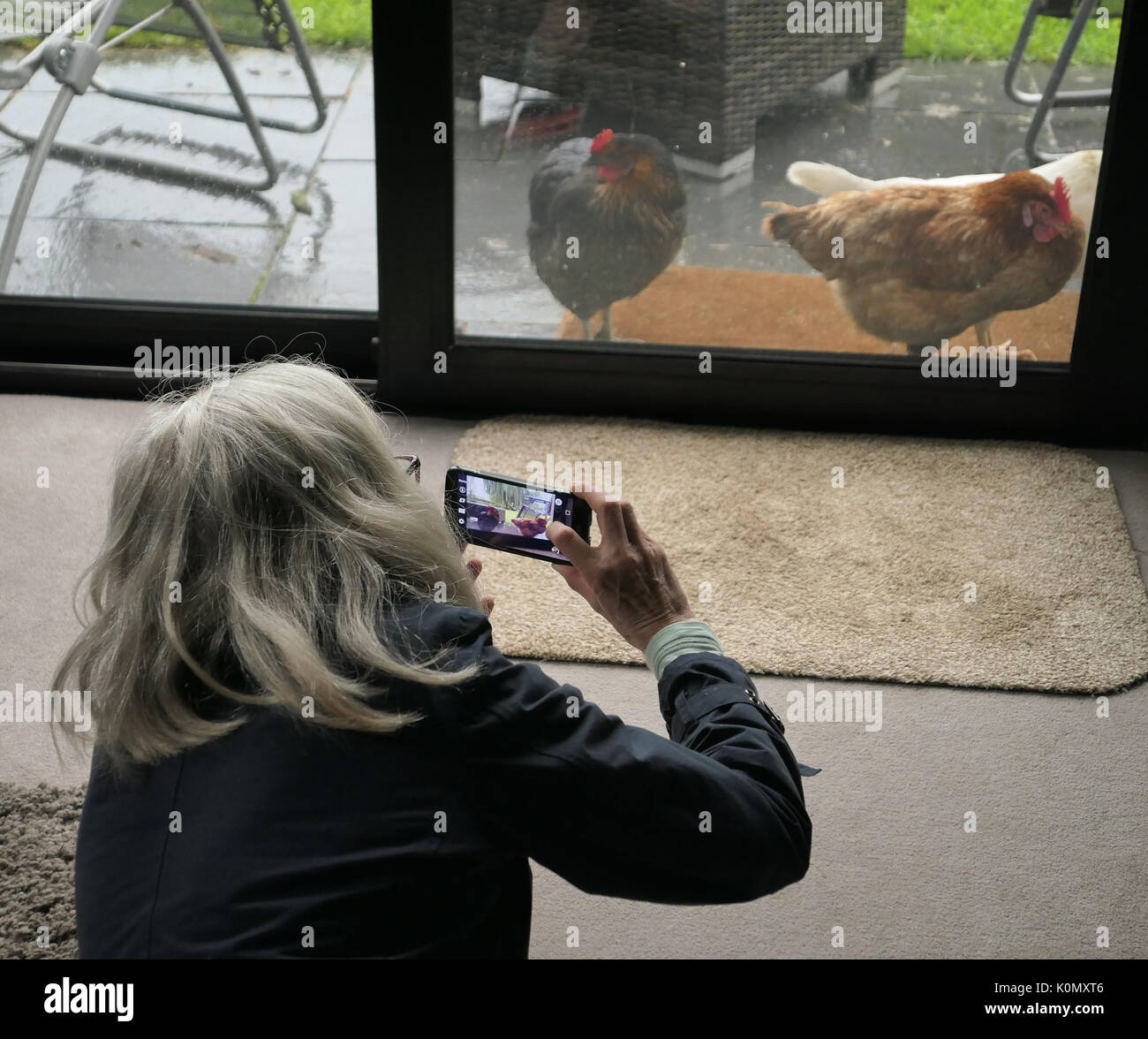 Una donna fotografa alcuni polli sul suo telefono Foto Stock
