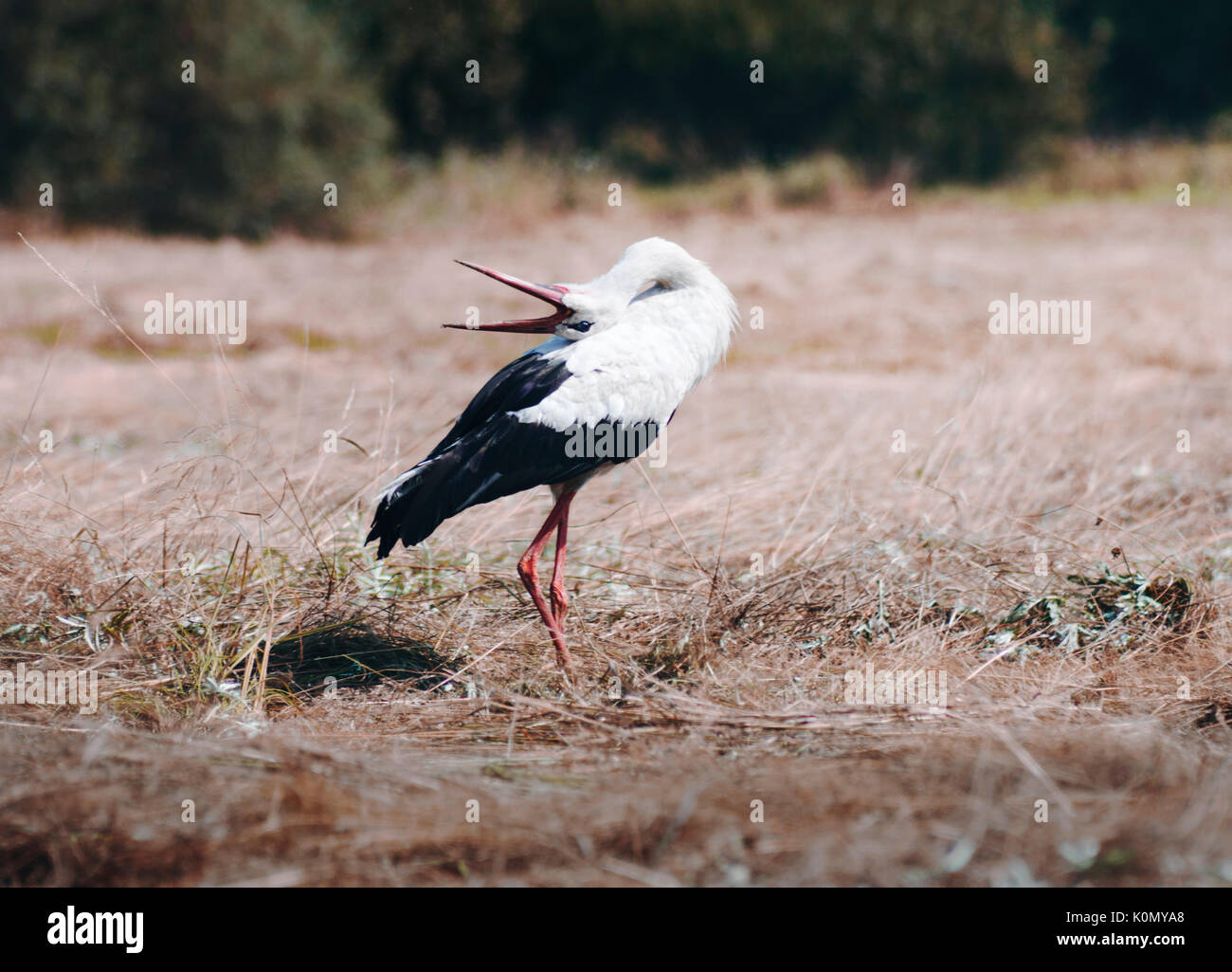 Una cicogna nel campo bill-battimani e avente una festa su un fresco prato rasata. Foto Stock