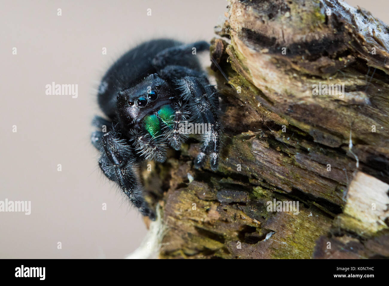 Audace jumping spider, o grassetto jumping spider (Phidippus audax ) Foto Stock