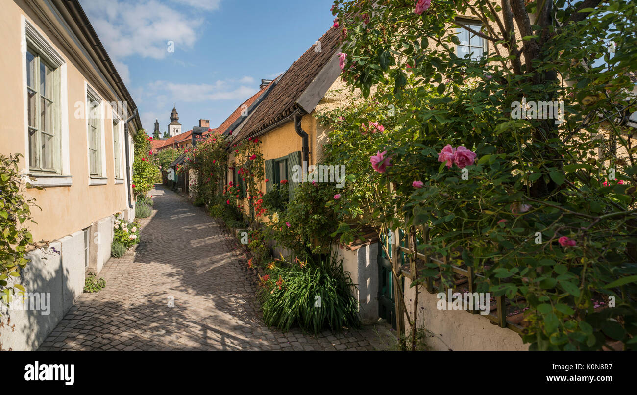 Le rose sulla vecchia strada stretta Fisherman's Alley (Fiskargrand). Visby, Gotland, Svezia e Scandinavia. Foto Stock