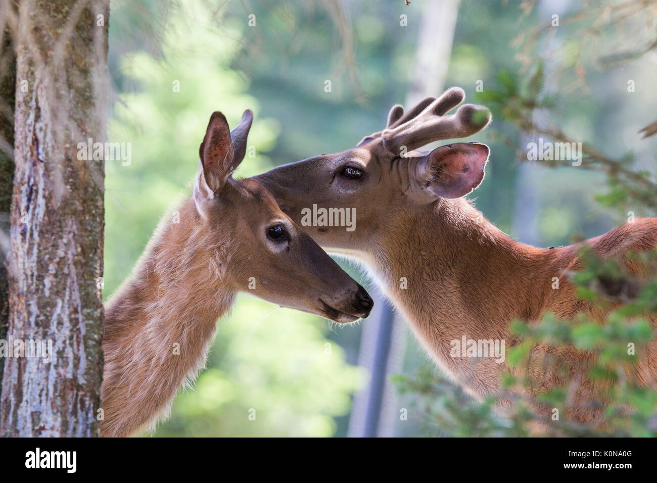 Culbianco cervi in amore Foto Stock