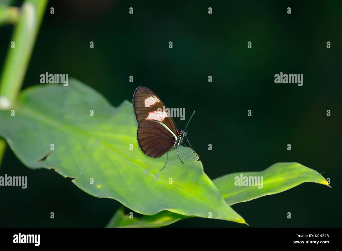 Portalettere comune (Heliconius melpomene :) Foto Stock