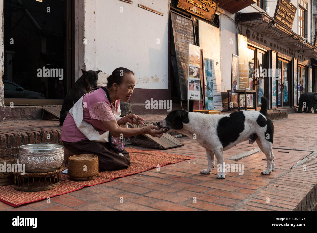Una donna che alimenta un cane randagio con riso da sinistra la alms cerimonia di consegna a Luang Prabang, Laos, come la fornitura di offerte è una parte di credenze karmica Foto Stock