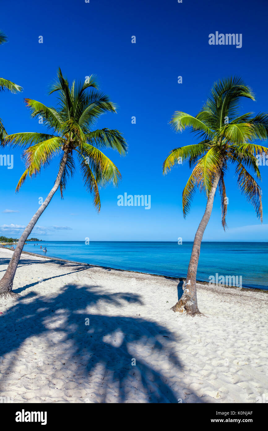 Le palme e la gente sulla sabbiosa spiaggia Smathers sull'Oceano Atlantico in Key West Florida su un cielo blu giorno di estate Foto Stock