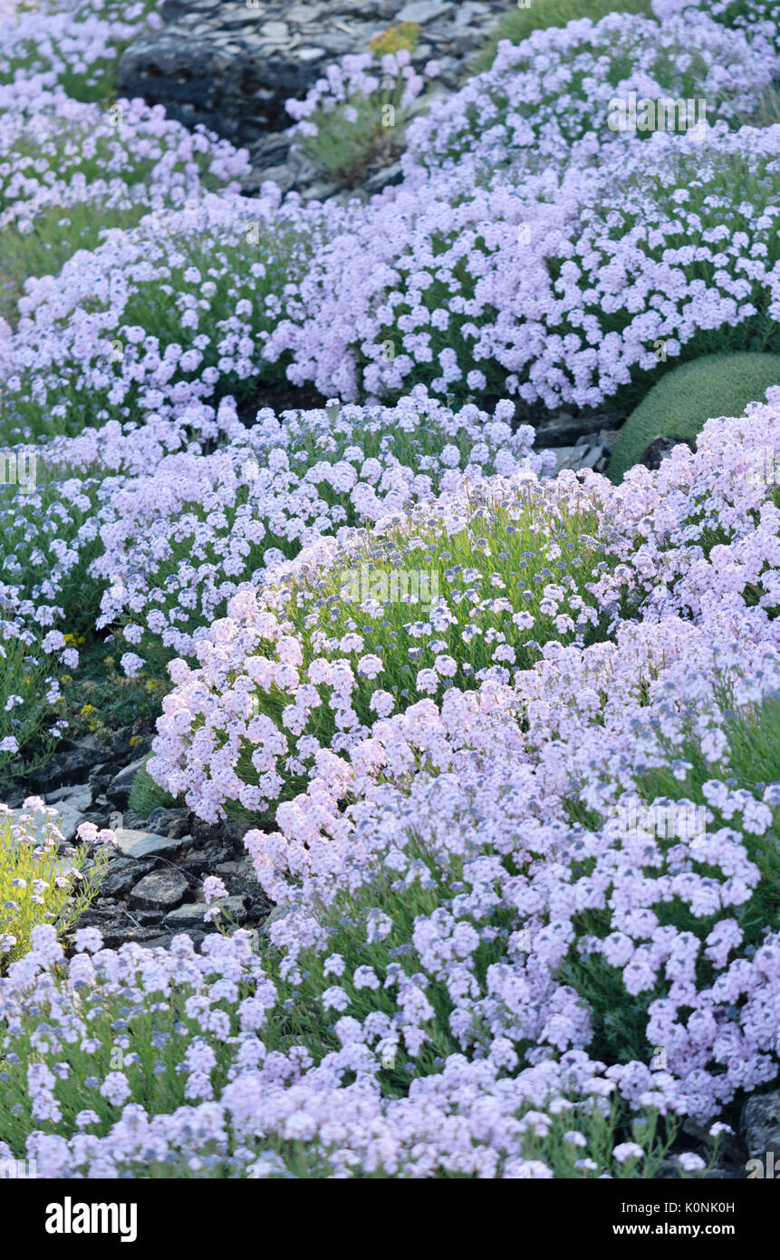 Pietra di persiano crescione (aethionema grandiflorum) Foto Stock