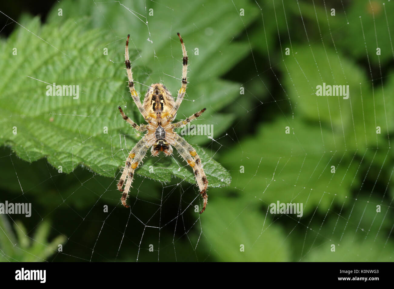 La parte inferiore di un giardino europeo Spider o Croce Orb-Weaver (Araneus diadematus) appollaiato sul suo web. Foto Stock