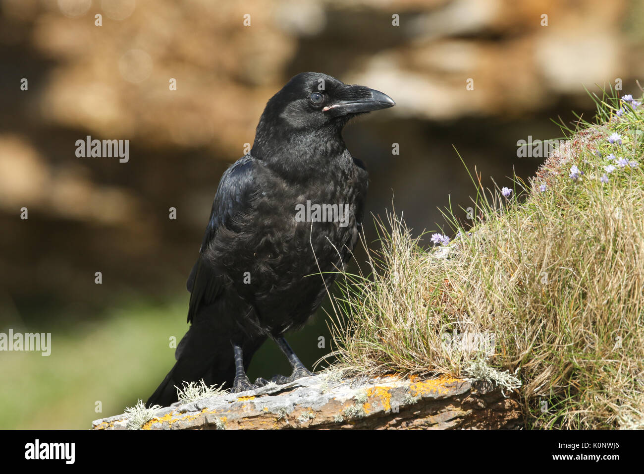 Un giovane Corvo Imperiale (Corvus corax) seduto sulla cima di una scogliera sulle isole Orcadi, Scozia. Foto Stock