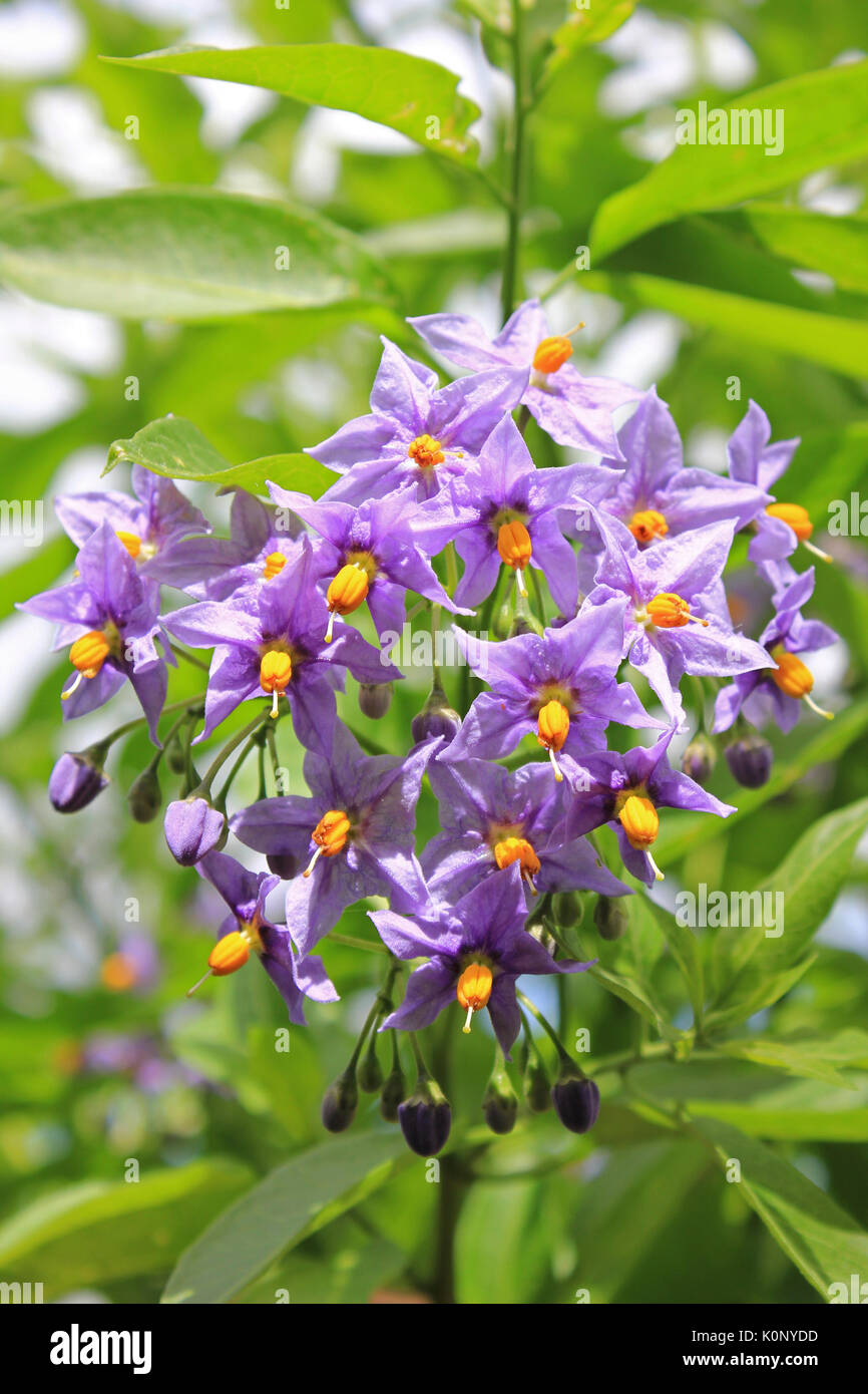 Fiori di patata Foto Stock
