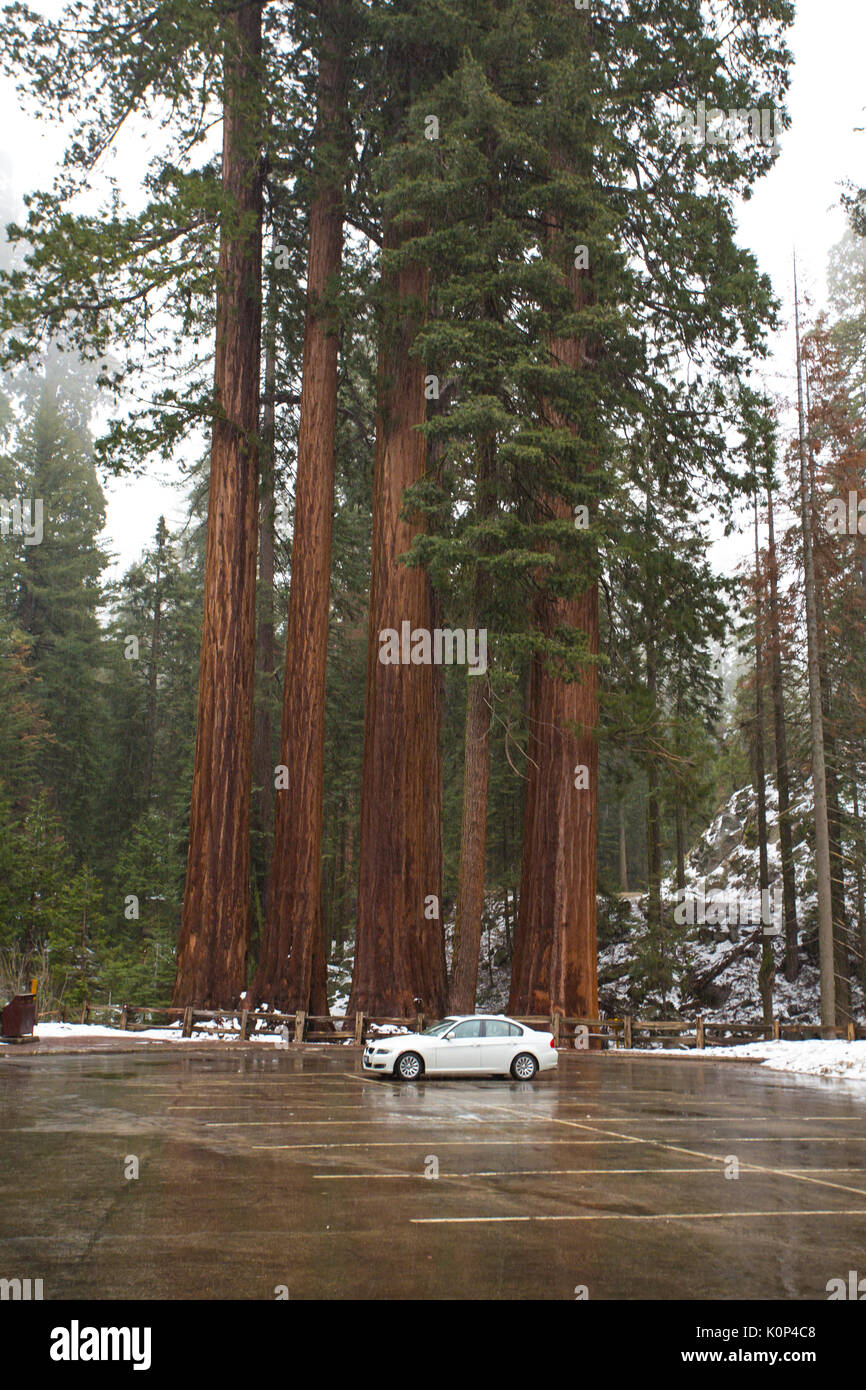 Sequoia gigante alberi circondano il parcheggio nel parco nazionale d'inverno per illustrare le loro alte dimensioni rispetto ad una vettura Foto Stock