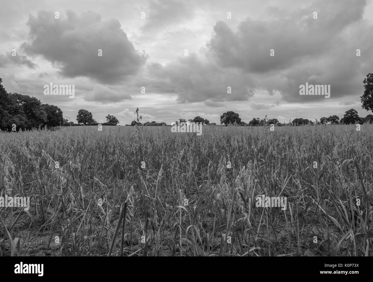 Golden campo di grano e il cielo nuvoloso scuro Foto Stock