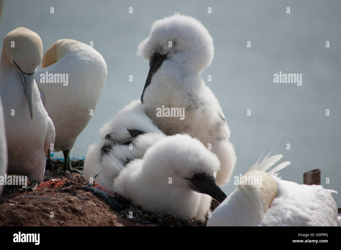 Giovani northern gannet sull isola di Helgoland, Germania Foto Stock