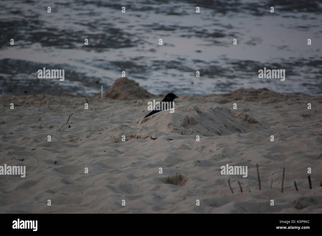Crow nascondersi dietro la sabbia dopo il tramonto Foto Stock