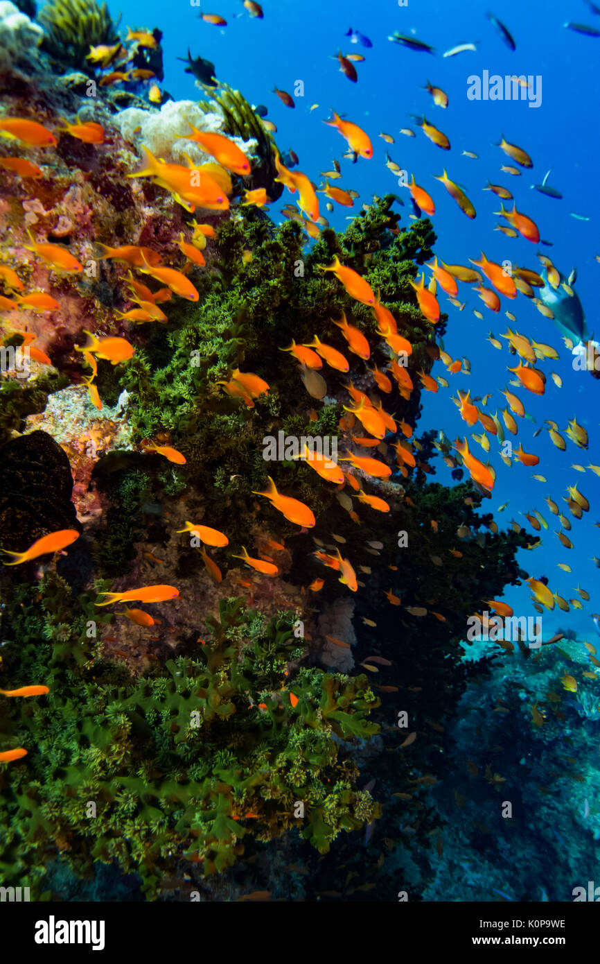 Una scuola di coloratissimi Anthias vivere tra una ramificazione di green tree coral in corrente reef spazzata di Namena Isola, Isole Figi Foto Stock