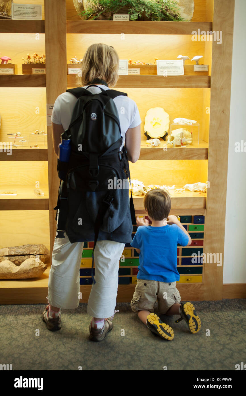 Visitatori studio exhibition hall e museo al Centro selvatici a Tupper Lake nel Adirondacks dello stato di New York. Foto Stock