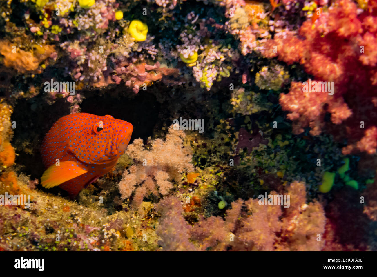 Un raggruppatore o coral trout attende per piccoli pesci di passare vicino a Namena isola, isole Figi Foto Stock
