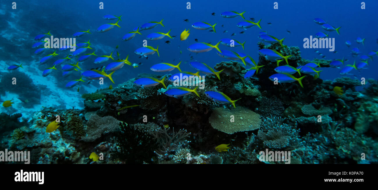 Una scuola di blu e giallo fusilier pesce al di sopra della barriera corallina incontaminata off di Taveuni, Isole Figi Foto Stock