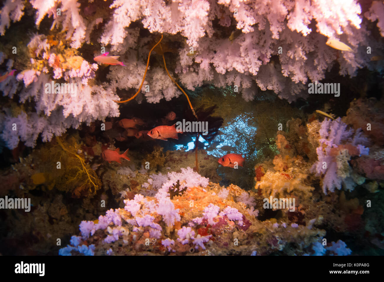 Una scuola di orologio notturno squirrelfish nascondi tra gli splendidi coralli molli di 'Jerry's gelatine' luogo di immersione del Rainbow Reef di Taveuni, Isole Figi Foto Stock