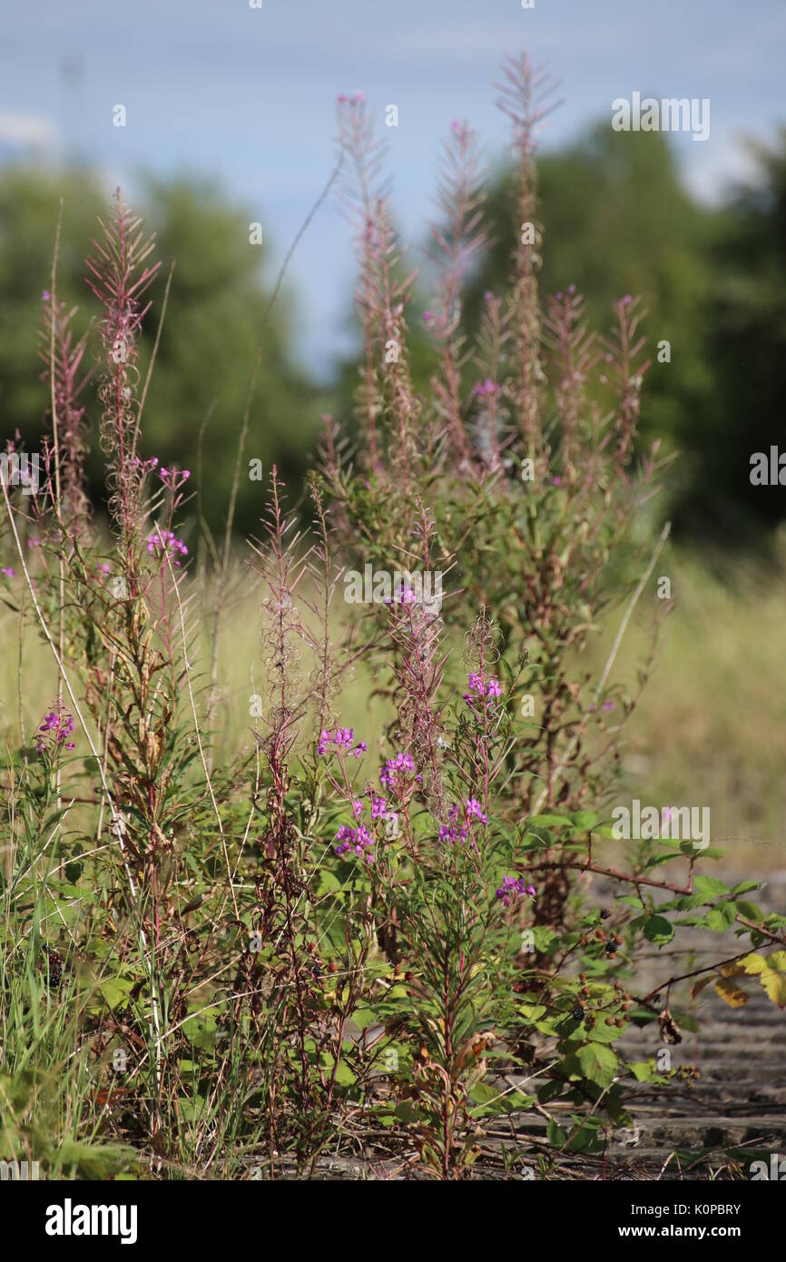 Epilobium angustifolium, il grande willowherb, con fiori. Foto Stock