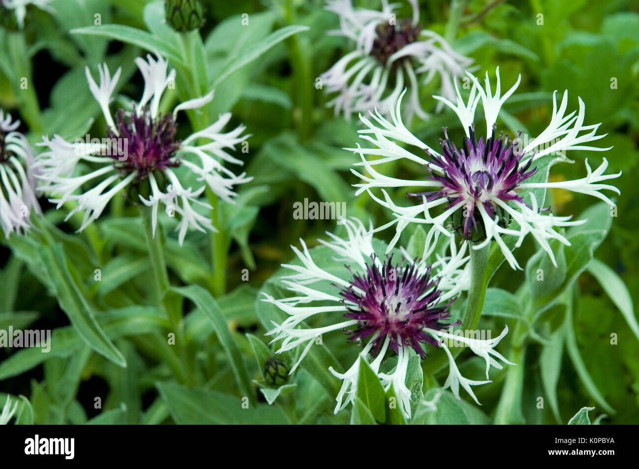 Coltivate cornflowers bianco Foto Stock