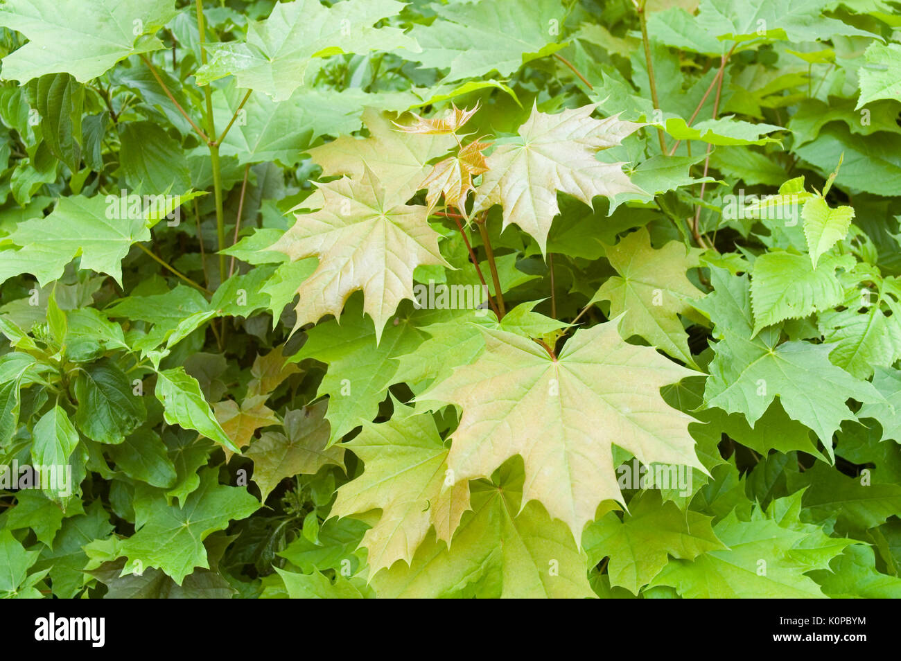 siepe di acero Foto Stock