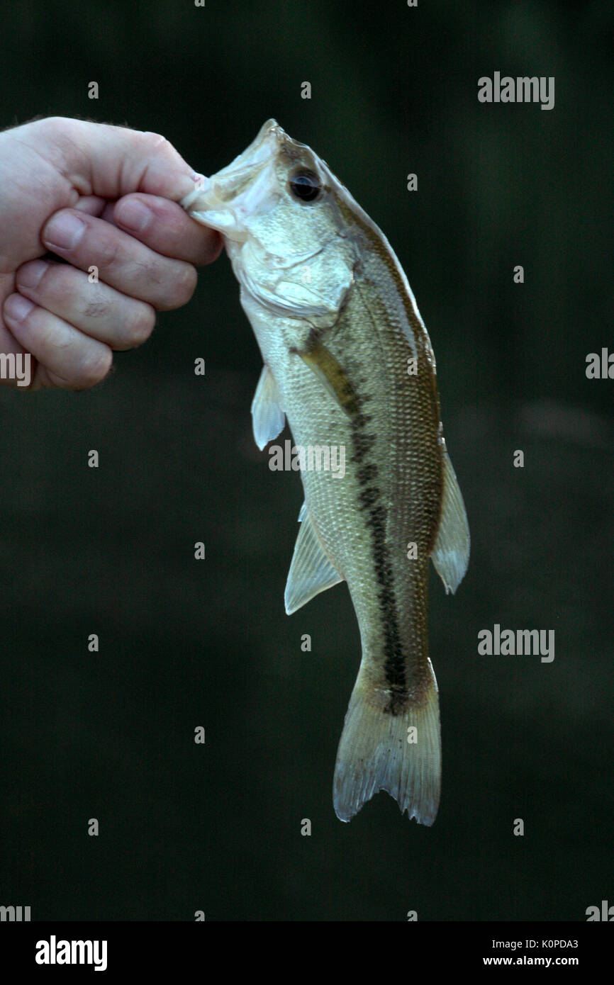 Appena pescato in mano d'uomo Foto Stock