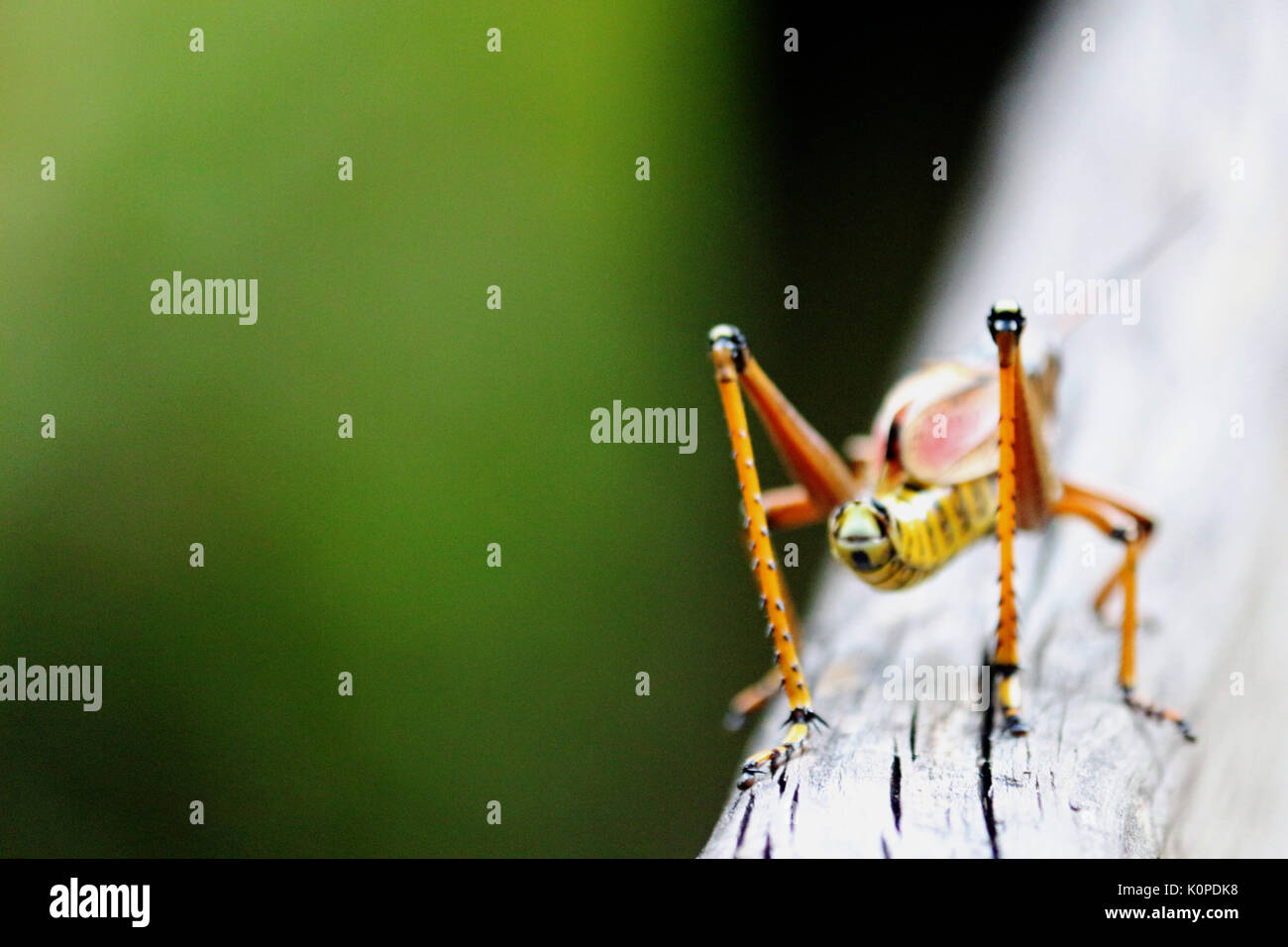 Le zampe posteriori di un grasshopper su una passerella con uno sfondo naturale. Foto Stock