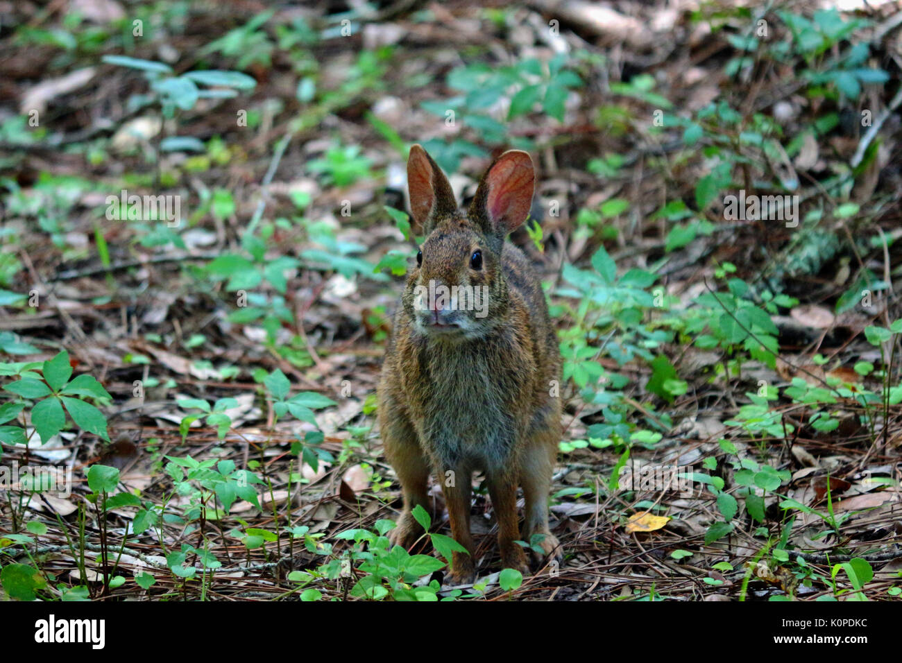 Un coniglietto coniglio in una zona boschiva Foto Stock